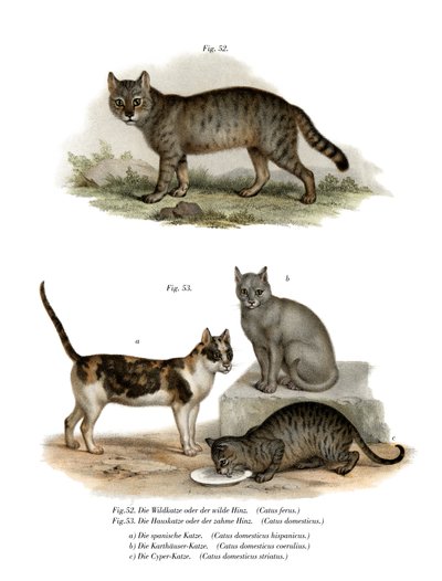 Chat sauvage, 1860 - German School